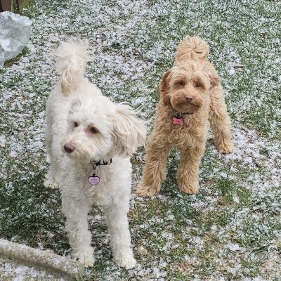 Rigby and Ellie Snow